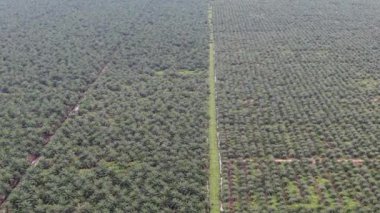 Sarawak 'taki Palm Oil Konutları, Borneo Adası, Malezya
