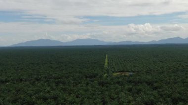 Sarawak 'taki Palm Oil Konutları, Borneo Adası, Malezya
