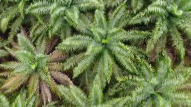 Sarawak 'taki Palm Oil Konutları, Borneo Adası, Malezya