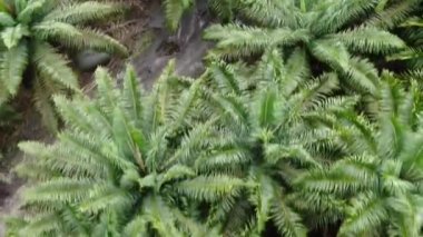 Sarawak 'taki Palm Oil Konutları, Borneo Adası, Malezya