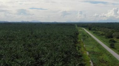 Sarawak 'taki Palm Oil Konutları, Borneo Adası, Malezya