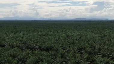 Sarawak 'taki Palm Oil Konutları, Borneo Adası, Malezya