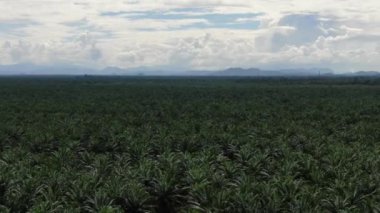 Sarawak 'taki Palm Oil Konutları, Borneo Adası, Malezya