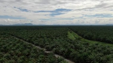 Sarawak 'taki Palm Oil Konutları, Borneo Adası, Malezya