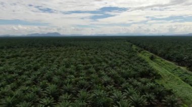 Sarawak 'taki Palm Oil Konutları, Borneo Adası, Malezya