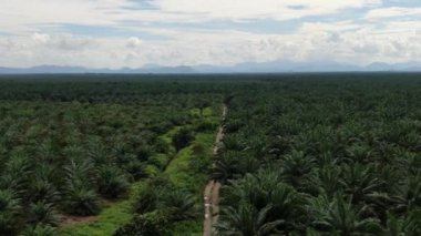Sarawak 'taki Palm Oil Konutları, Borneo Adası, Malezya