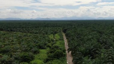 Sarawak 'taki Palm Oil Konutları, Borneo Adası, Malezya
