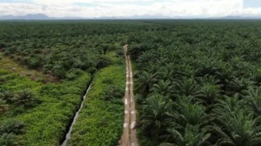 Sarawak 'taki Palm Oil Konutları, Borneo Adası, Malezya