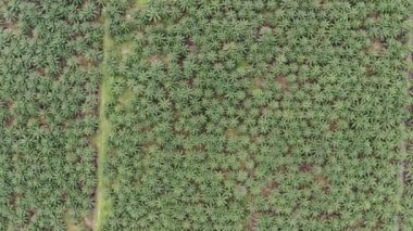 Sarawak 'taki Palm Oil Konutları, Borneo Adası, Malezya