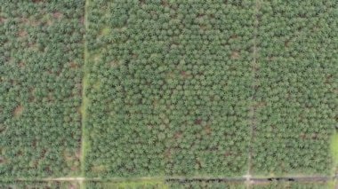 Sarawak 'taki Palm Oil Konutları, Borneo Adası, Malezya