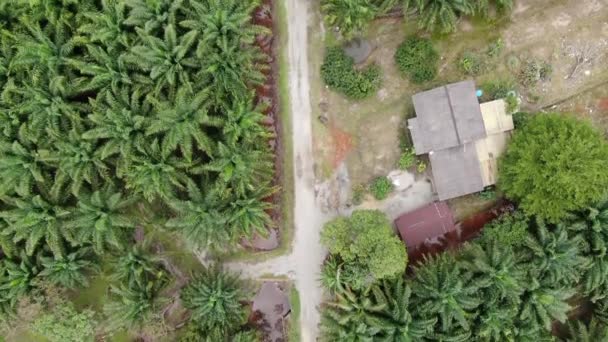 Sarawak Taki Palm Oil Konutları Borneo Adası Malezya — Stok video