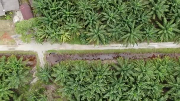 Die Palmölplantagen Von Sarawak Der Insel Borneo Malaysia — Stockvideo