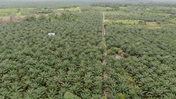 Proprietà Dell Olio Palma Sarawak Nell Isola Del Borneo Malesia — Video Stock