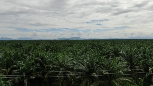 Palm Oil Estates Sarawak Borneo Island Malaysia — Stock Video