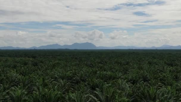 Palm Oil Estates Sarawak Borneo Island Malaysia — 비디오