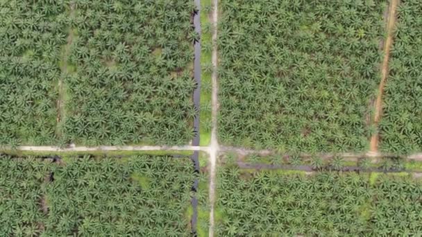 Palm Oil Estates Sarawak Borneo Island Malaysia — Stock Video