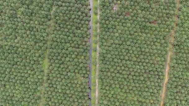 Les successions d'huile de palme à Sarawak, île de Bornéo, Malaisie 