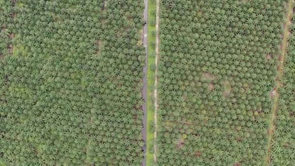 Les successions d'huile de palme à Sarawak, île de Bornéo, Malaisie 