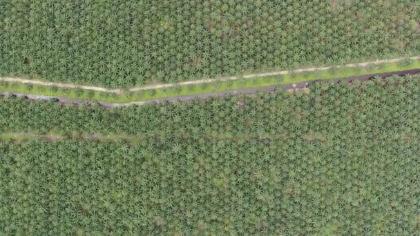 Les successions d'huile de palme à Sarawak, île de Bornéo, Malaisie 