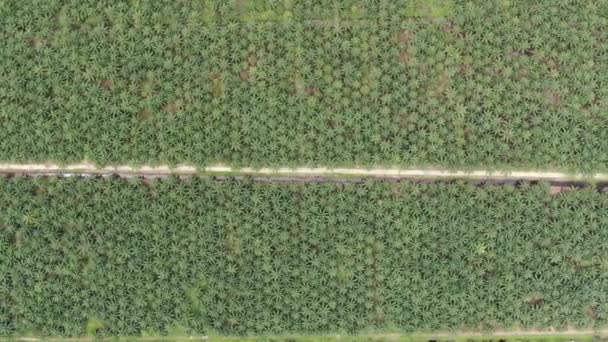 Palm Oil Estates Sarawak Isla Borneo Malasia — Vídeo de stock