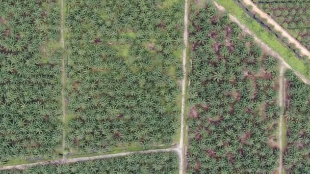 Les successions d'huile de palme à Sarawak, île de Bornéo, Malaisie 