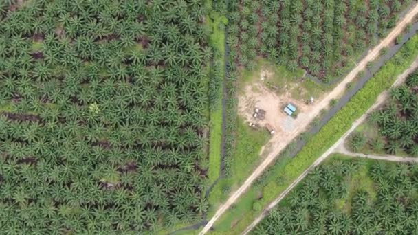 Palm Oil Estates Sarawak Borneo Island Malaysia — Stock Video
