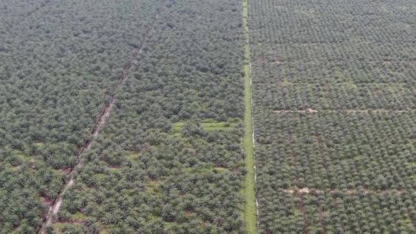 Palm Oil Estates Sarawak Borneo Island Μαλαισία — Αρχείο Βίντεο