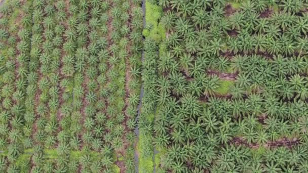 Palm Oil Estates Sarawak Borneo Island Malaysia — Stock Video