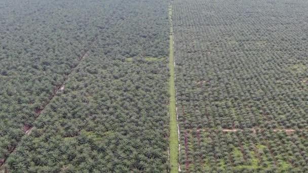 Palm Oil Estates Sarawak Het Eiland Borneo Maleisië — Stockvideo