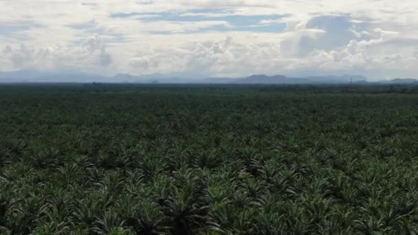 Palm Oil Estates Sarawak Borneo Island Malaysia — Stockvideo