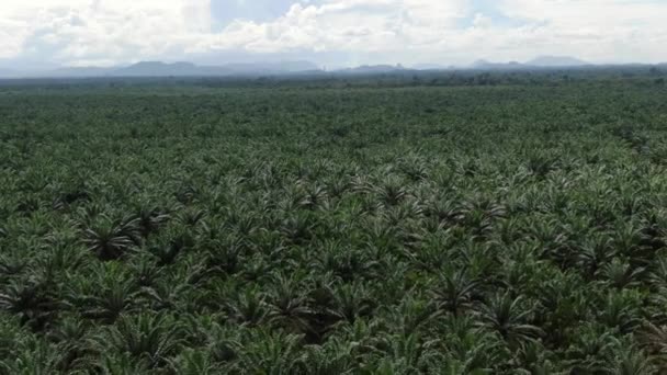 Palm Oil Estates Sarawak Isla Borneo Malasia — Vídeo de stock