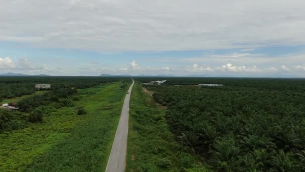 Sarawak Taki Palm Oil Konutları Borneo Adası Malezya — Stok video