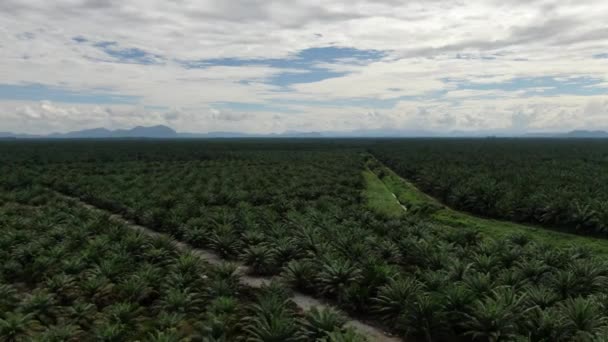 Propriedades Óleo Palma Sarawak Ilha Borneo Malásia — Vídeo de Stock