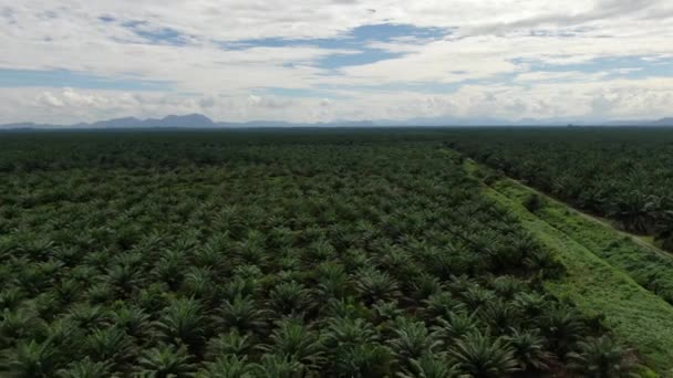 马来西亚婆罗洲沙捞越棕榈油产区 — 图库视频影像