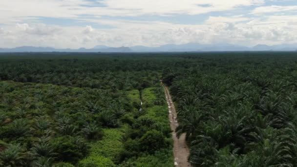 Les Successions Huile Palme Sarawak Île Bornéo Malaisie — Video