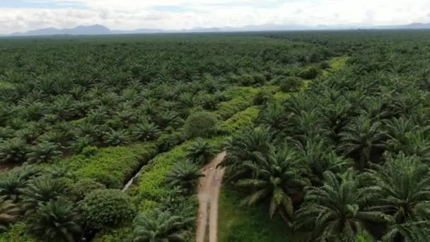 Proprietà Dell Olio Palma Sarawak Nell Isola Del Borneo Malesia — Video Stock