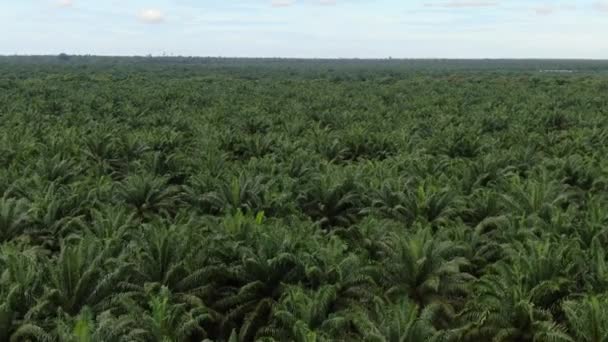 Palm Oil Estates Sarawak Borneo Island Malaysia — Stockvideo