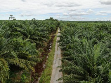 Sarawak 'taki Palm Oil Konutları, Borneo Adası, Malezya
