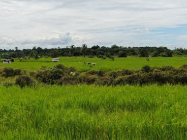 Sarawak 'taki Palm Oil Konutları, Borneo Adası, Malezya