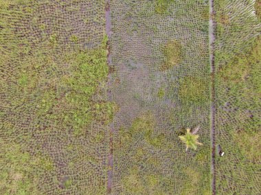 Çiftçilerin çalıştığı bir çeltik tarlasının yukarıdan aşağıya bakan görüntüsü. Skuduk Köyü, Sarawak, Malezya. Bir çeltik tarlası, kulübeler, ağaçlar ve çiftçilerin genel manzarası..