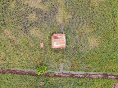 Çiftçilerin çalıştığı bir çeltik tarlasının yukarıdan aşağıya bakan görüntüsü. Skuduk Köyü, Sarawak, Malezya. Bir çeltik tarlası, kulübeler, ağaçlar ve çiftçilerin genel manzarası..