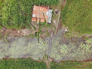 Çiftçilerin çalıştığı bir çeltik tarlasının yukarıdan aşağıya bakan görüntüsü. Skuduk Köyü, Sarawak, Malezya. Bir çeltik tarlası, kulübeler, ağaçlar ve çiftçilerin genel manzarası..