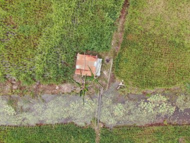 Çiftçilerin çalıştığı bir çeltik tarlasının yukarıdan aşağıya bakan görüntüsü. Skuduk Köyü, Sarawak, Malezya. Bir çeltik tarlası, kulübeler, ağaçlar ve çiftçilerin genel manzarası..