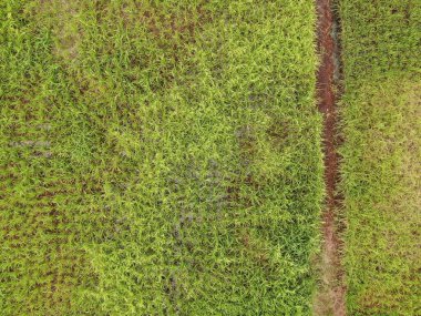 Çiftçilerin çalıştığı bir çeltik tarlasının yukarıdan aşağıya bakan görüntüsü. Skuduk Köyü, Sarawak, Malezya. Bir çeltik tarlası, kulübeler, ağaçlar ve çiftçilerin genel manzarası..
