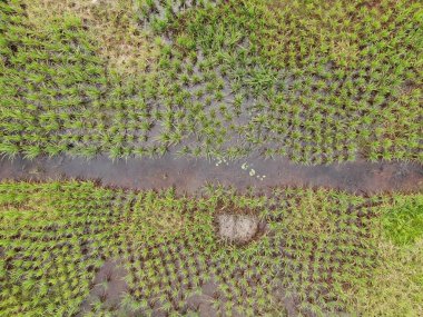 Çiftçilerin çalıştığı bir çeltik tarlasının yukarıdan aşağıya bakan görüntüsü. Skuduk Köyü, Sarawak, Malezya. Bir çeltik tarlası, kulübeler, ağaçlar ve çiftçilerin genel manzarası..