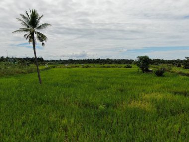 Çiftçilerin çalıştığı bir çeltik tarlasının yukarıdan aşağıya bakan görüntüsü. Skuduk Köyü, Sarawak, Malezya. Bir çeltik tarlası, kulübeler, ağaçlar ve çiftçilerin genel manzarası..