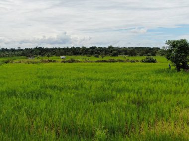Çiftçilerin çalıştığı bir çeltik tarlasının yukarıdan aşağıya bakan görüntüsü. Skuduk Köyü, Sarawak, Malezya. Bir çeltik tarlası, kulübeler, ağaçlar ve çiftçilerin genel manzarası..
