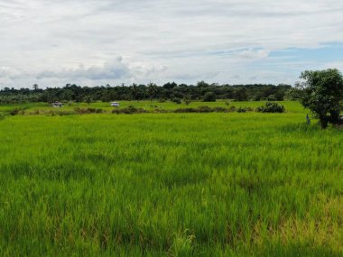 Çiftçilerin çalıştığı bir çeltik tarlasının yukarıdan aşağıya bakan görüntüsü. Skuduk Köyü, Sarawak, Malezya. Bir çeltik tarlası, kulübeler, ağaçlar ve çiftçilerin genel manzarası..