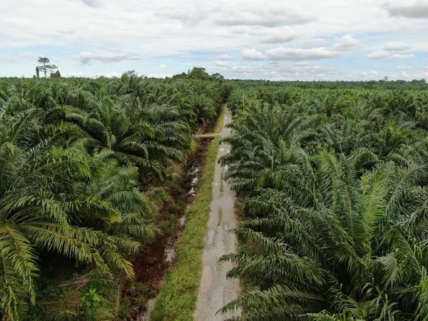 Sarawak Taki Palm Oil Konutları Borneo Adası Malezya — Stok fotoğraf