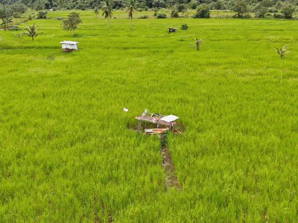 Uma Vista Aérea Cima Para Baixo Campo Arrozais Com Agricultores — Fotografia de Stock